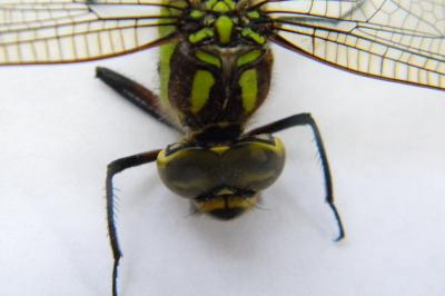 <i>Aeshna cyanea</i>