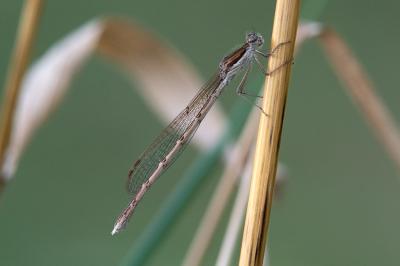 <i>Sympecma fusca</i>