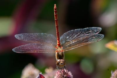 <i>Sympetrum striolatum</i>
