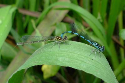 <i>Coenagrion mercuriale</i>