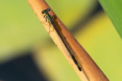 <i>Ischnura elegans</i>