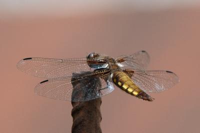<i>Libellula depressa</i>