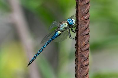 <i>Aeshna affinis</i>
