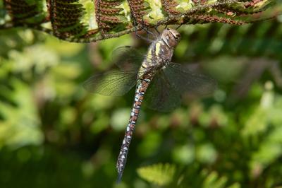 <i>Aeshna mixta</i>