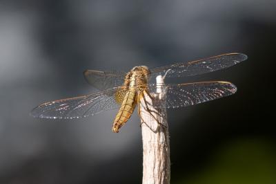 <i>Crocothemis erythraea</i>