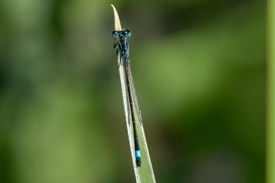 <i>Ischnura elegans</i>