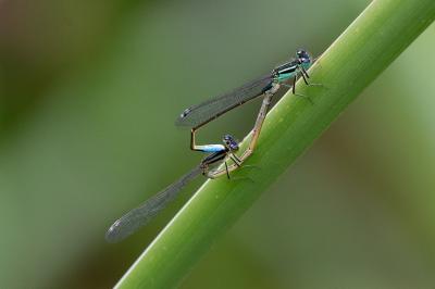 <i>Ischnura elegans</i>