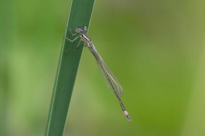 <i>Ischnura elegans</i>