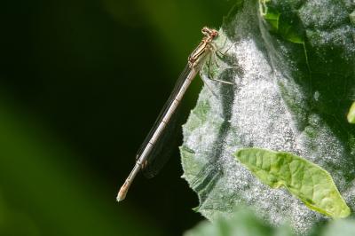 <i>Platycnemis pennipes</i>