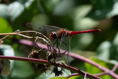 <i>Sympetrum sanguineum</i>