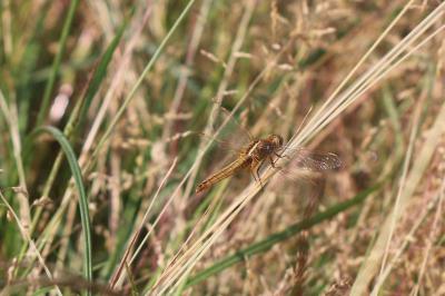 <i>Crocothemis erythraea</i>