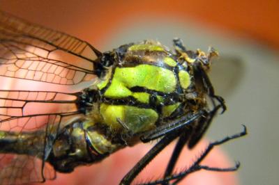 <i>Aeshna cyanea</i>