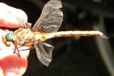 <i>Aeshna isoceles</i>