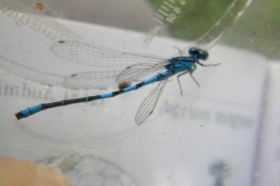 <i>Coenagrion scitulum</i>