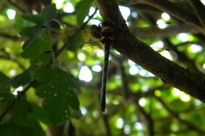 <i>Oxygastra curtisii</i>