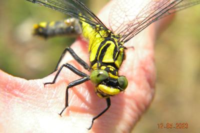 <i>Gomphus vulgatissimus</i>