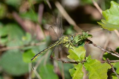 <i>Gomphus pulchellus</i>
