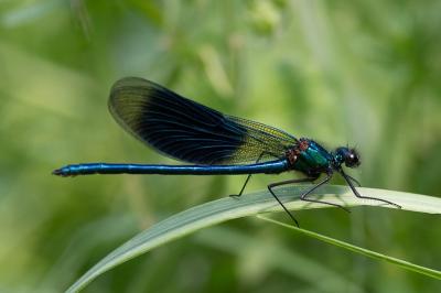 <i>Calopteryx splendens</i>