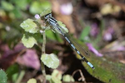 <i>Enallagma cyathigerum</i>