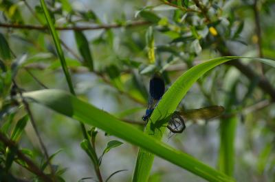 <i>Calopteryx splendens</i>
