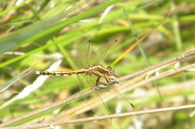 <i>Orthetrum albistylum</i>
