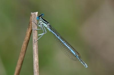 <i>Platycnemis pennipes</i>