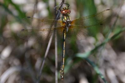 <i>Oxygastra curtisii</i>