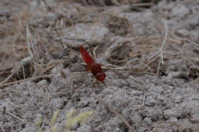 <i>Crocothemis erythraea</i>