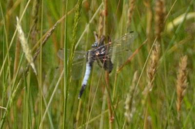 <i>Orthetrum albistylum</i>