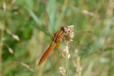 <i>Crocothemis erythraea</i>