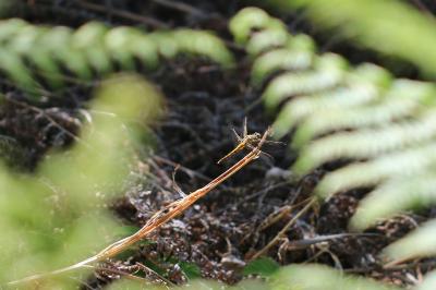 <i>Orthetrum cancellatum</i>