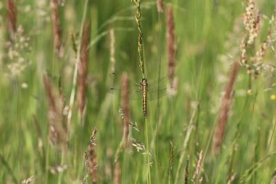 <i>Orthetrum cancellatum</i>