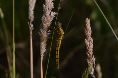 <i>Orthetrum cancellatum</i>