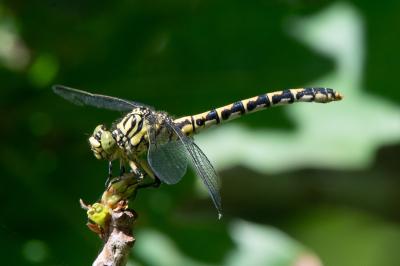 <i>Onychogomphus forcipatus</i>