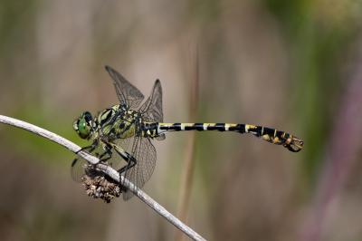 <i>Onychogomphus forcipatus</i>