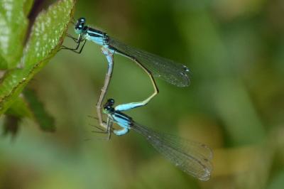 <i>Ischnura elegans</i>