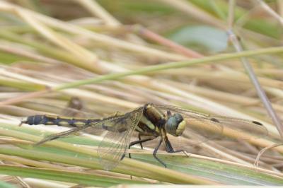 <i>Orthetrum albistylum</i>