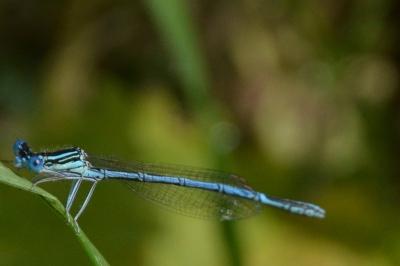 <i>Platycnemis pennipes</i>