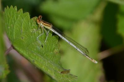 <i>Platycnemis pennipes</i>