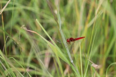 <i>Crocothemis erythraea</i>