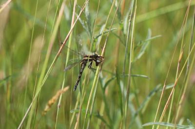 <i>Orthetrum albistylum</i>