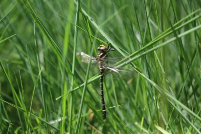 <i>Cordulegaster boltonii</i>