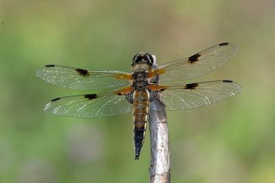 <i>Libellula quadrimaculata</i>
