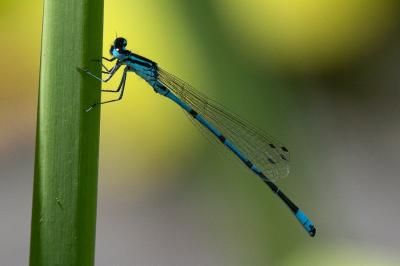 <i>Coenagrion puella</i>