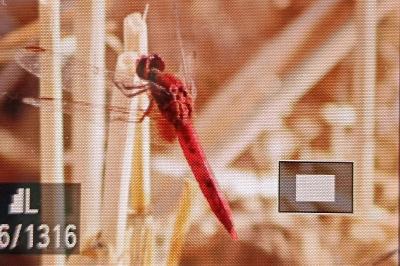 <i>Crocothemis erythraea</i>
