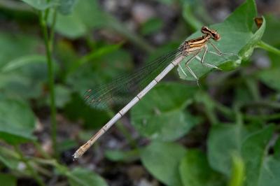<i>Platycnemis pennipes</i>