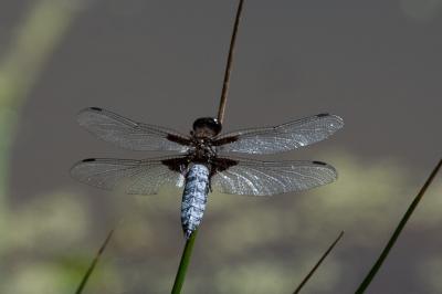 <i>Libellula depressa</i>