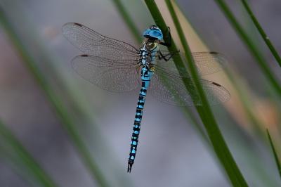 <i>Aeshna affinis</i>