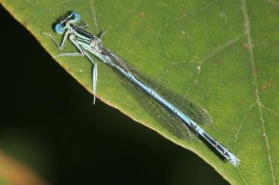 <i>Platycnemis pennipes</i>