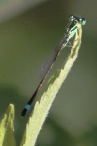 <i>Ischnura elegans</i>